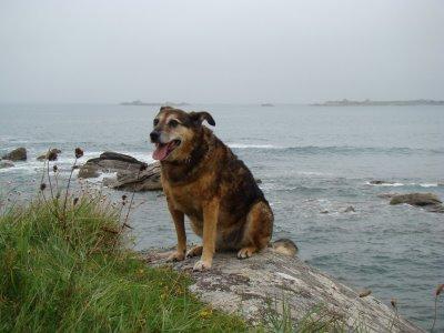 le chien d'Ahasvérus