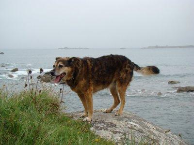 le chien d'Ahasvérus