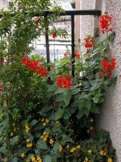 Balcon en plein Sud : que planter ?
