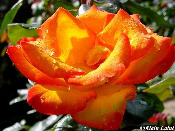 Jardin du Thabor - Rennes (2/4) Thabor_Juil08_14