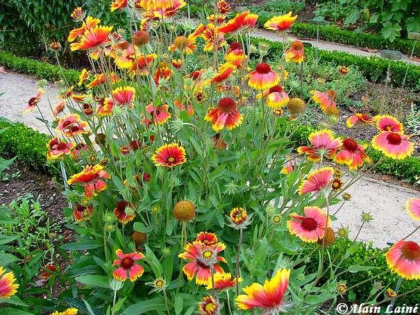 Jardin du Thabor - Rennes (2/4) Thabor_Juil08_15