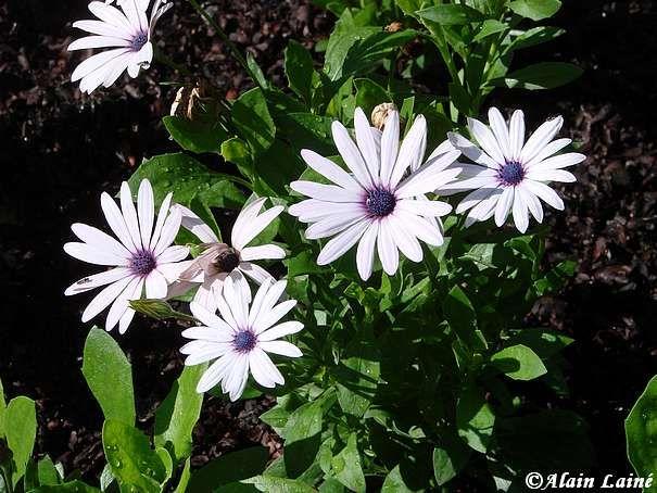 Jardin du Thabor - Rennes (2/4) Thabor_Juil08_17