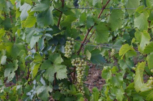 Le Sud-Revermont côté terroirs (3): Les Chalasses IMGP5548.JPG