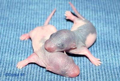 Rats Ratons de quatre jours