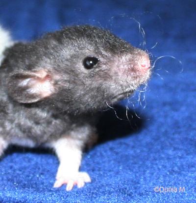 Rats Raton de 20 jours
