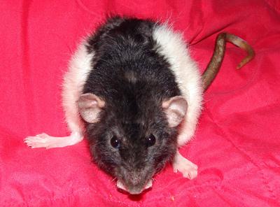 Rats Rate rex de 1 an.