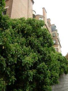 Le lierre fleurit, syrphes et abeilles sont à la fête