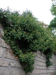 Le lierre fleurit, syrphes et abeilles sont à la fête