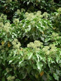 Le lierre fleurit, syrphes et abeilles sont à la fête