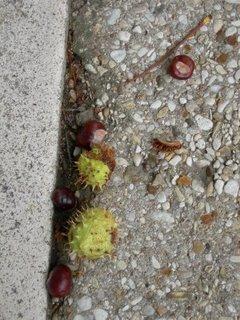 Attention, chute de marrons !