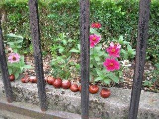 Attention, chute de marrons !