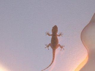 la bêbete qui monte