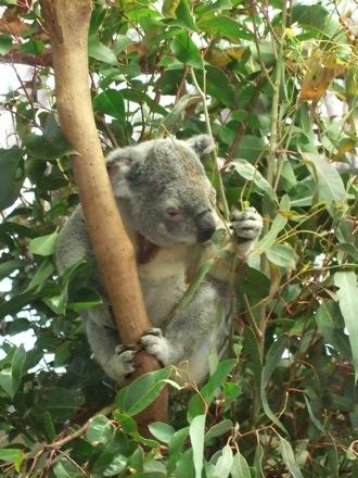 koala mange