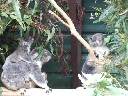 koala famille