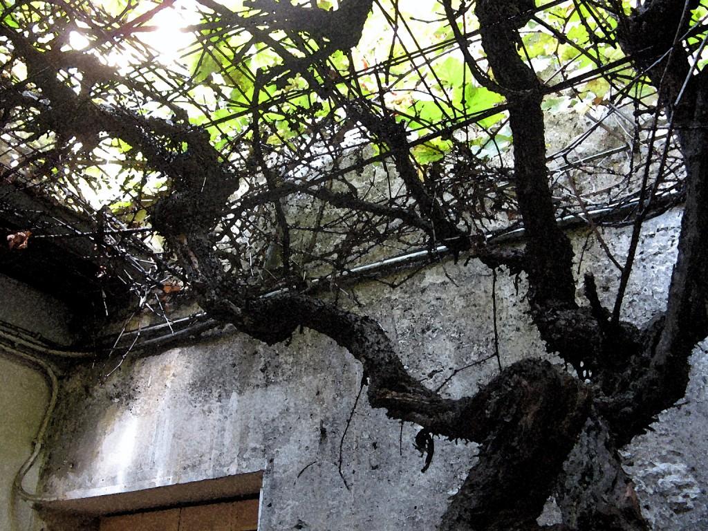 En cavale. derriere-1024x768.1221114726.jpg