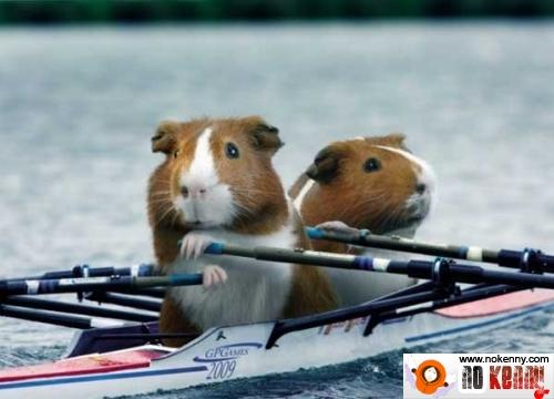 Les Jeux Olympiques des Hamsters