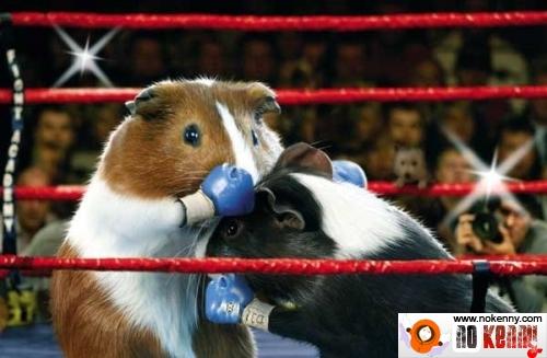 Les Jeux Olympiques des Hamsters