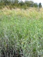 Un petit bout de france: Normandie mon amour