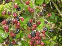 Un petit bout de france: Normandie mon amour