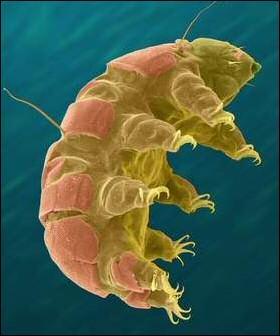 Tardigrades