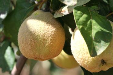 Wild_quince_coing_sauvage_marlelo_b