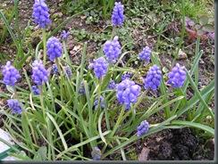 Clafoutis aux mirabelles pour ma rentree fleurs, cake d'été et gateau aux pommes 025