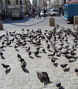 Confinement grippe aviaire: Les pigeons français sont en colère.