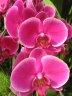 Photo Album: Orchidées du Botanical Garden