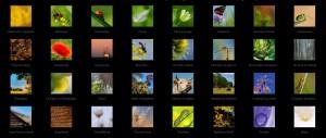 photographies-faune-et-flore-de-champagne-macrophotographie_1221814871864