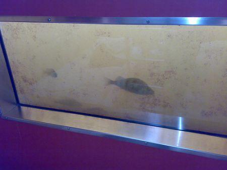 vue sur les poissons-Utter Inn- Suède