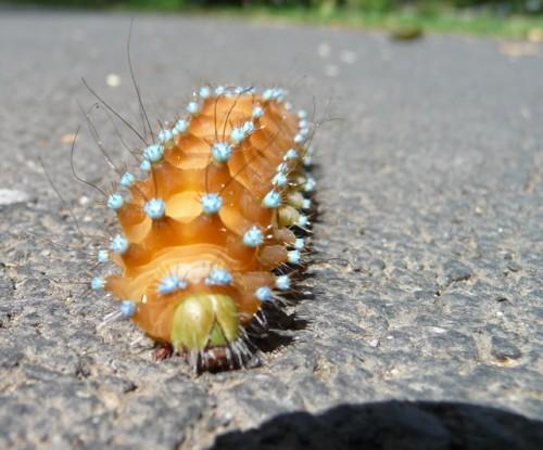 Ne te fais pas de Tchernobyl ! P1010663.JPG