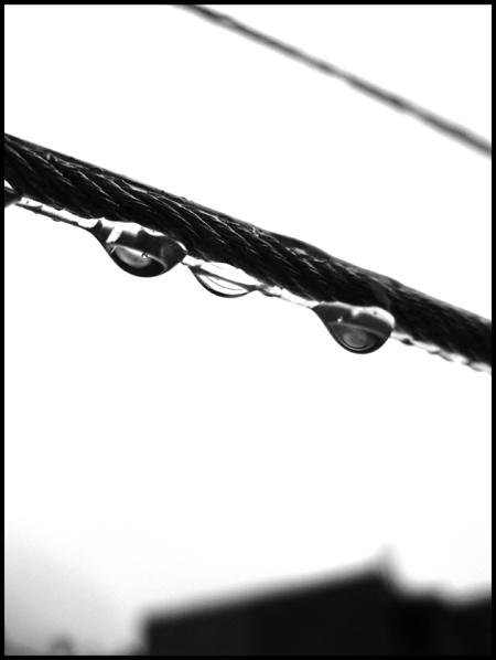 Sandwich de liens de Marin #4