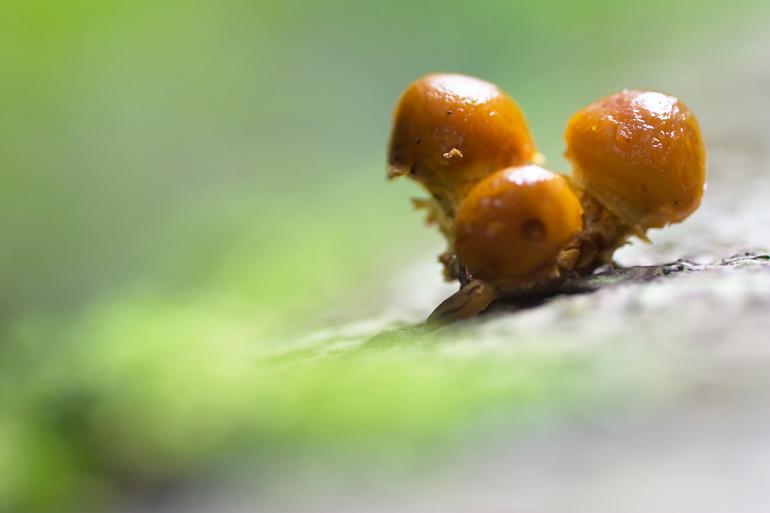 ocytocine, aussitôt fait Pholiotes