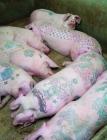 cochons tatoués