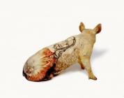 cochon tatoué couleur