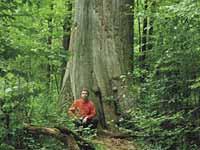 dernier vestige forêt primaire Europe menacé