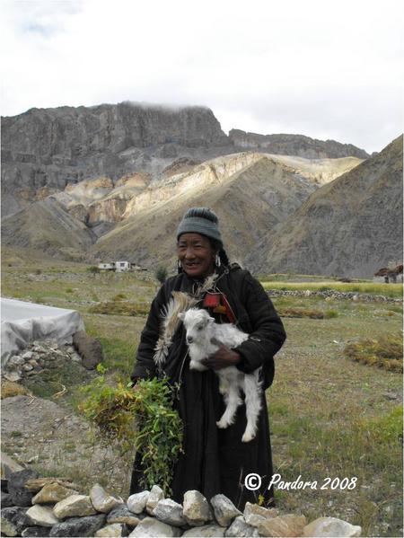 Zanskar: belles et beaux des champs