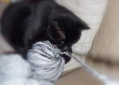 Ce que le fluo masque P1020506-1.JPG