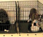 vidéo chien prison break cage