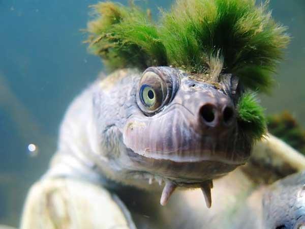 Tortue punk