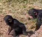 L'homme descend du singe vidéo petit singe eau