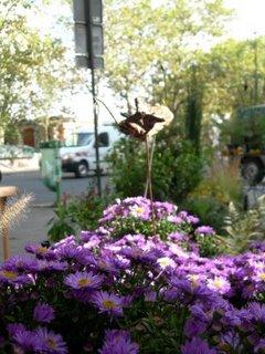 Visite à Mini Hortus cet apres-midi