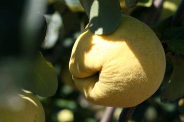 Quince_coing_monstrueux_gant_vranja Quince_coing_monstrueux_gant_vranja