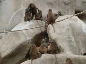 Une petite visite au Zoo de Vincennes avant sa fermeture