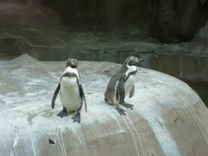 Une petite visite au Zoo de Vincennes avant sa fermeture