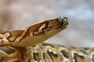 Un python tente de dévorer une femme tête la première python