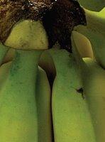 La banane chez ProNatura