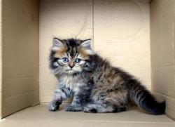 Un chaton voyage 21 heures enfermé dans une valise chat