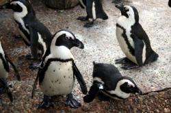 370 manchots reconduits en avion cargo vers le sud du Brésil manchots de Magellan