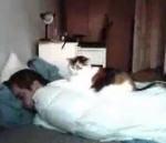 vidéo dormir avec son chat nuit acceleré